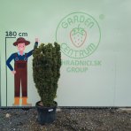 Tis obyčajný (Taxus baccata) ´DAVID´ - výška 130-150 cm, kont. C55L